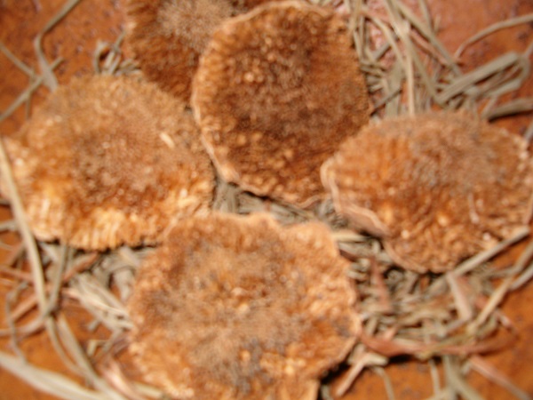 small dried sunflower heads