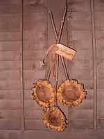 set of three hanging sunflowers